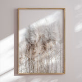 Plakat - Pampas Grass II - Magda Izzard