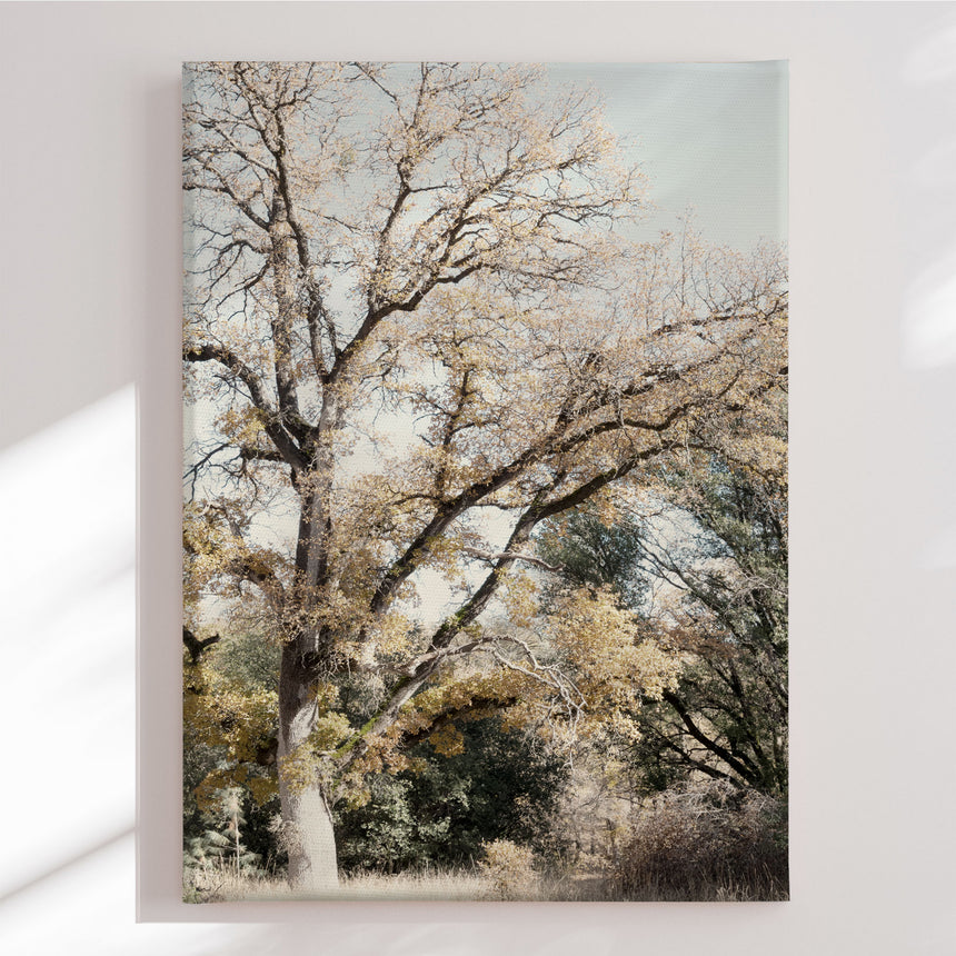 Lærredstryk - Oak Tree - Gemma Bardot