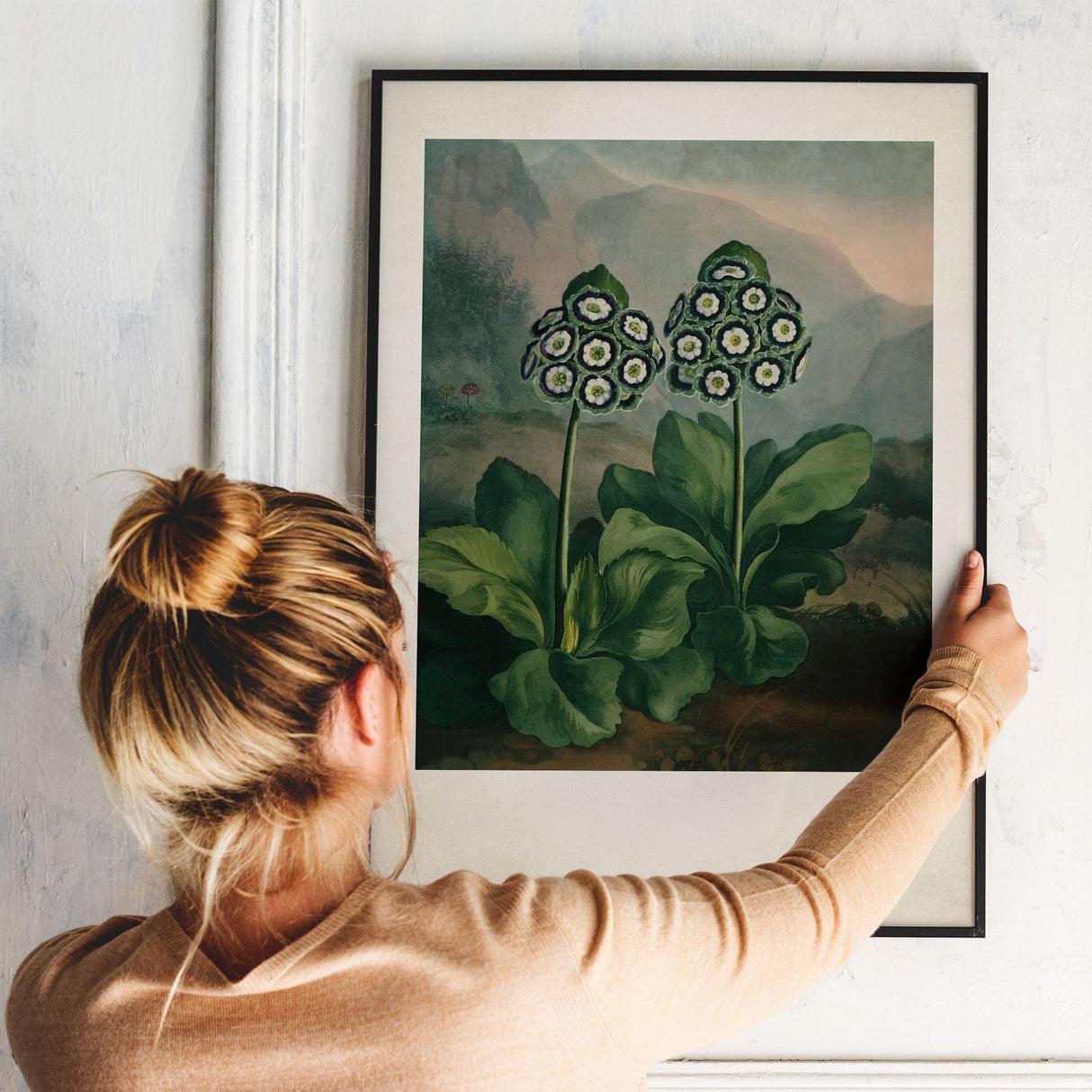 Auriculas
