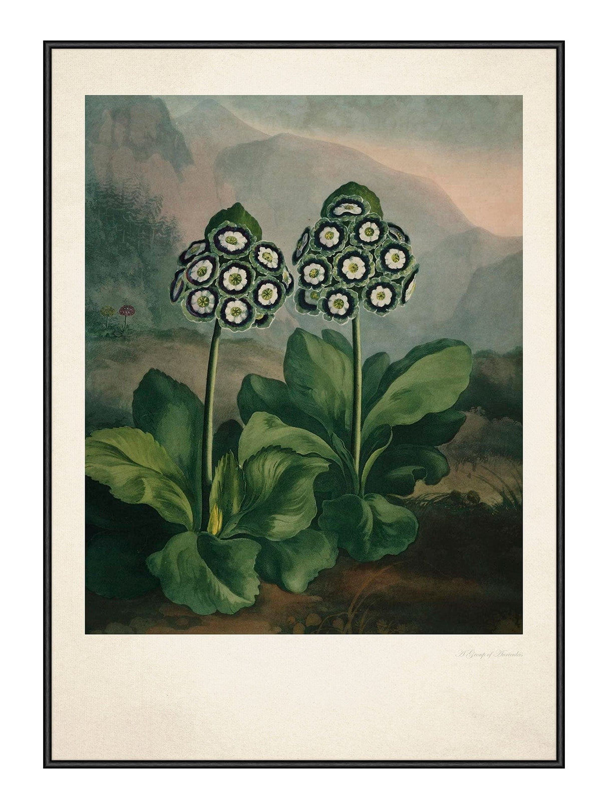 Auriculas 30 x 40  cm Plakat