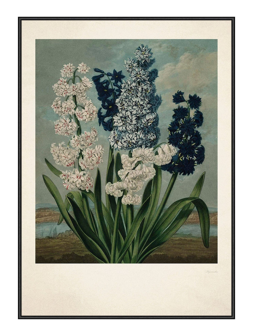 Plakat - Hyacinths - Incado