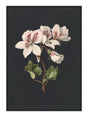 White Flowers 21 x 29,7  / A4 cm Plakat