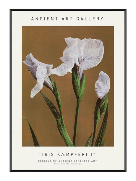 Plakat - Iris Kæmpferi I - Ancient Art - Incado