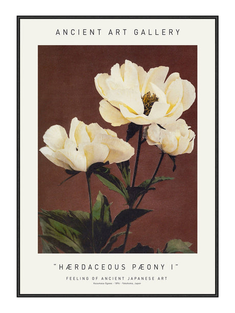 Hærdaceous Pæony I 21 x 29,7  / A4 cm Plakat