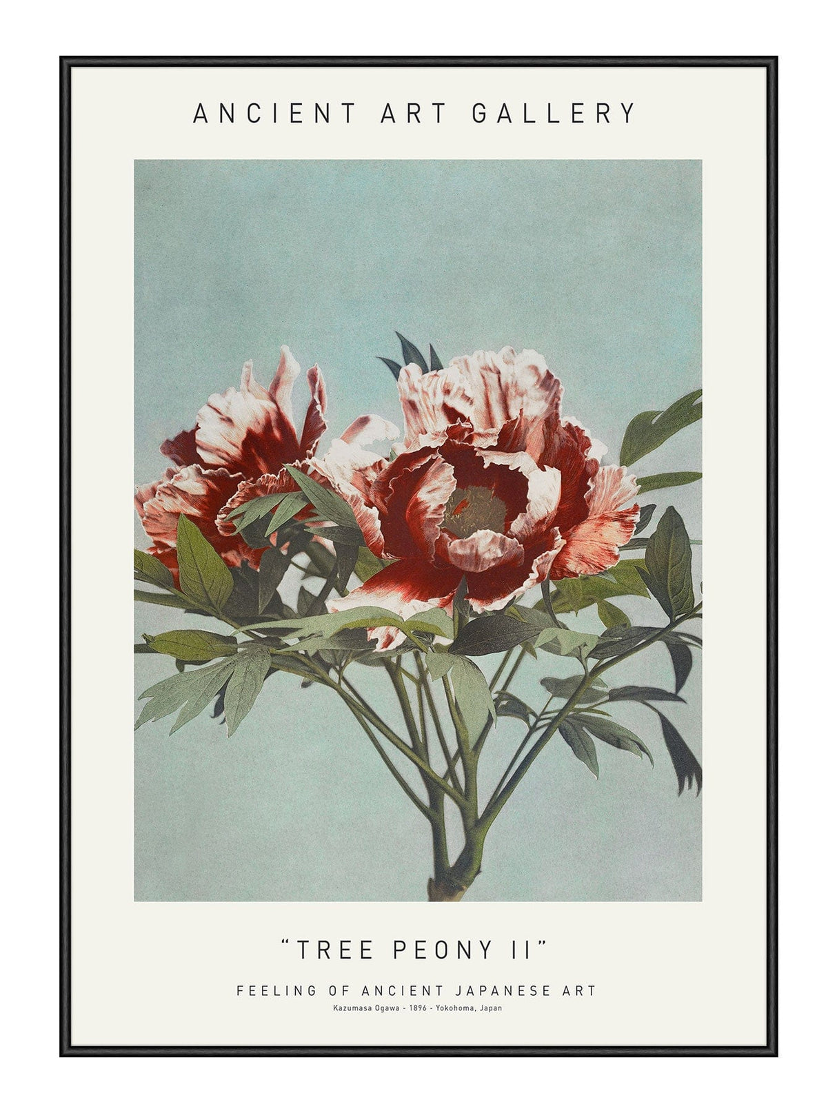 Tree Peony II 21 x 29,7  / A4 cm Plakat