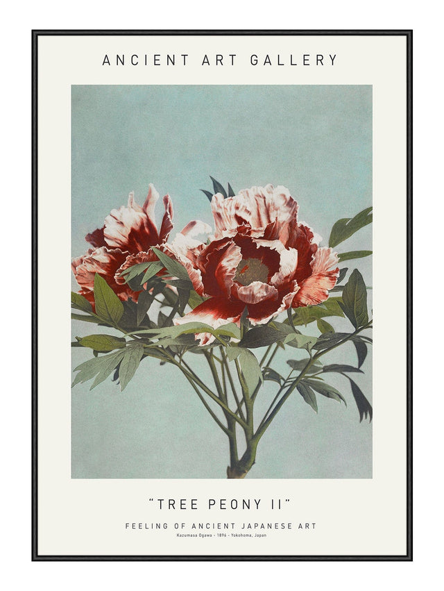 Plakat - Tree Peony II - Ancient Art - Incado