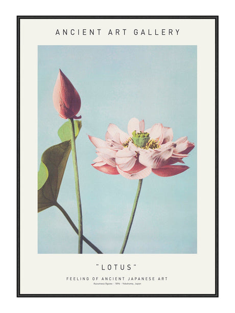 Lotus 21 x 29,7  / A4 cm Plakat