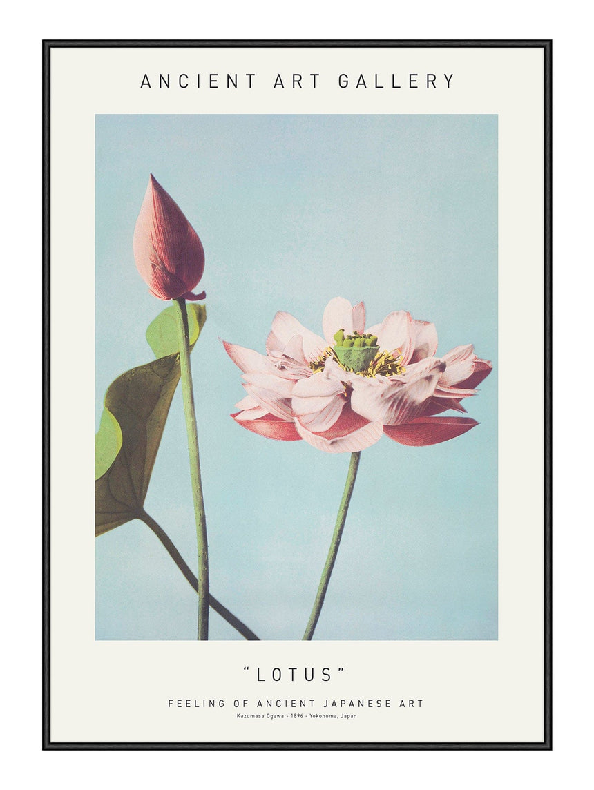 Plakat - Lotus - Ancient Art - Incado