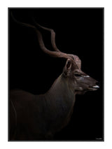 Majestic Kudu II 21 x 29,7  / A4 cm Plakat