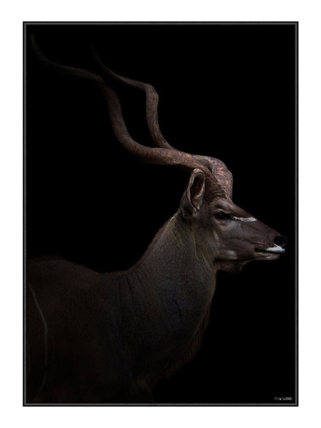 Plakat - Majestic Kudu II - Incado