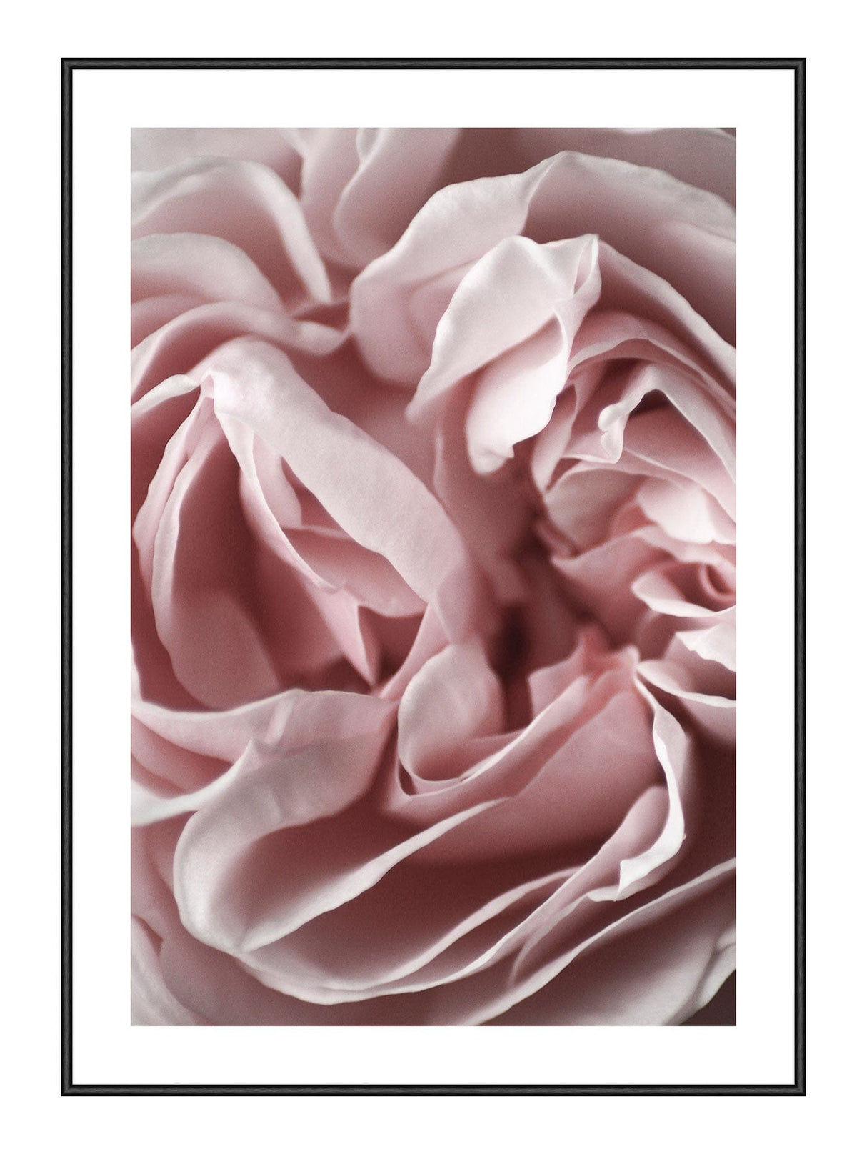 Pink Closeup III 21 x 29,7  / A4 cm Plakat