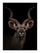 Plakat - Majestic Kudu - Incado