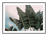 Palm Leaf 21 x 29,7  / A4 cm Plakat