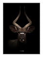 Majestic Antelope 21 x 29,7  / A4 cm Plakat