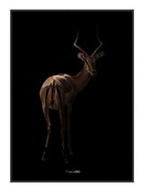 Plakat - Antelope - Incado