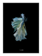 Blue King Fish II 21 x 29,7  / A4 cm Plakat