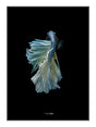 Blue King Fish II 21 x 29,7  / A4 cm Plakat