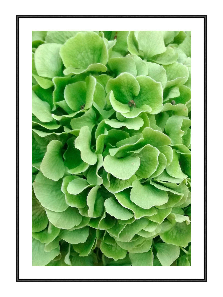 Plakat - Green Hortensia - Incado
