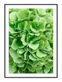 Green Hortensia 21 x 29,7  / A4 cm Plakat