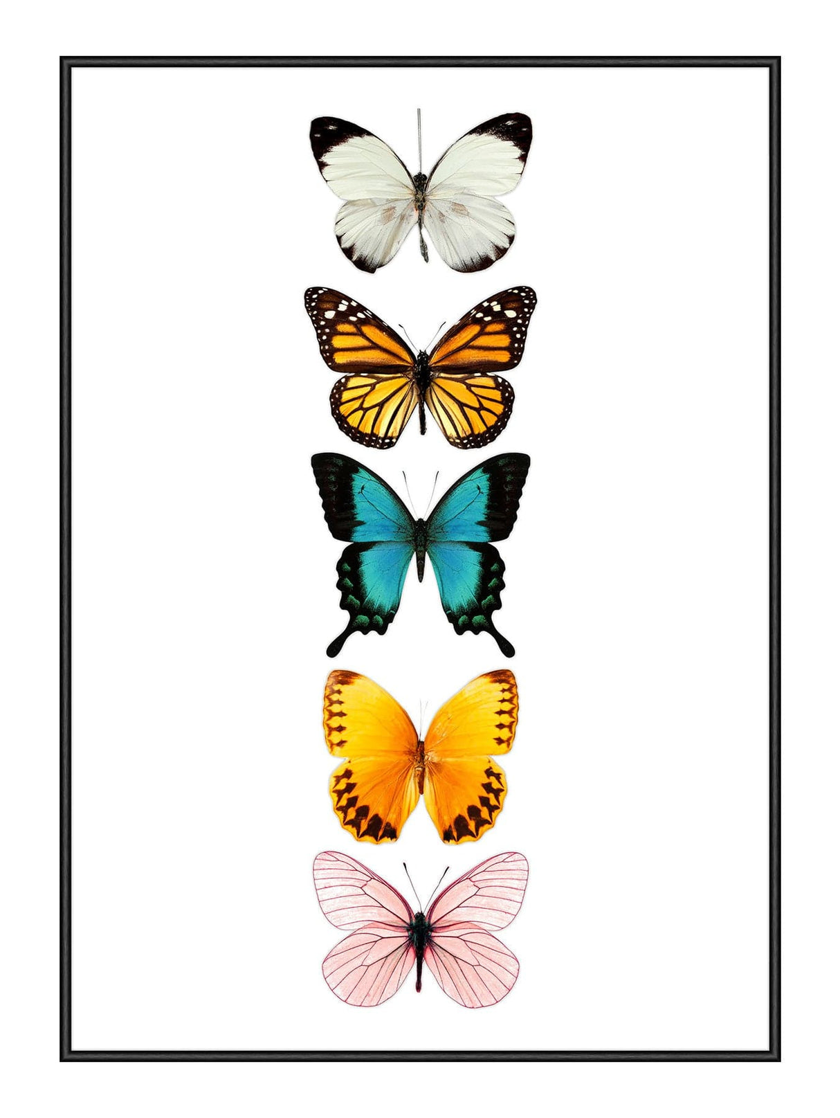 Butterflies 50  x 70 cm Plakat
