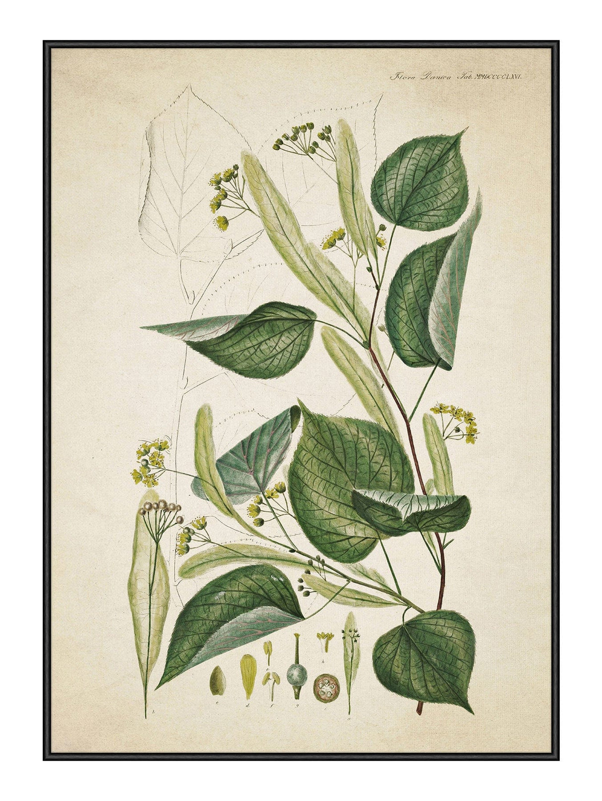 Flora Danica 12 50 x 70  cm Plakat