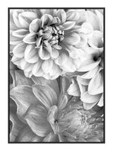 Chrysanthemum 50 x 70  cm Plakat