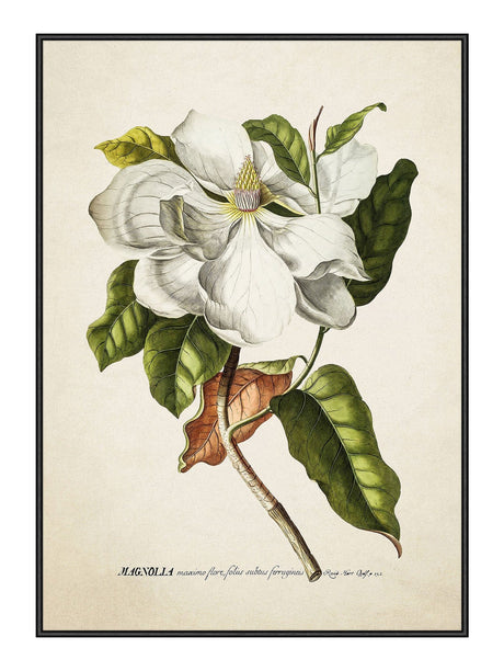 Magnolia 50 x 70  cm Plakat