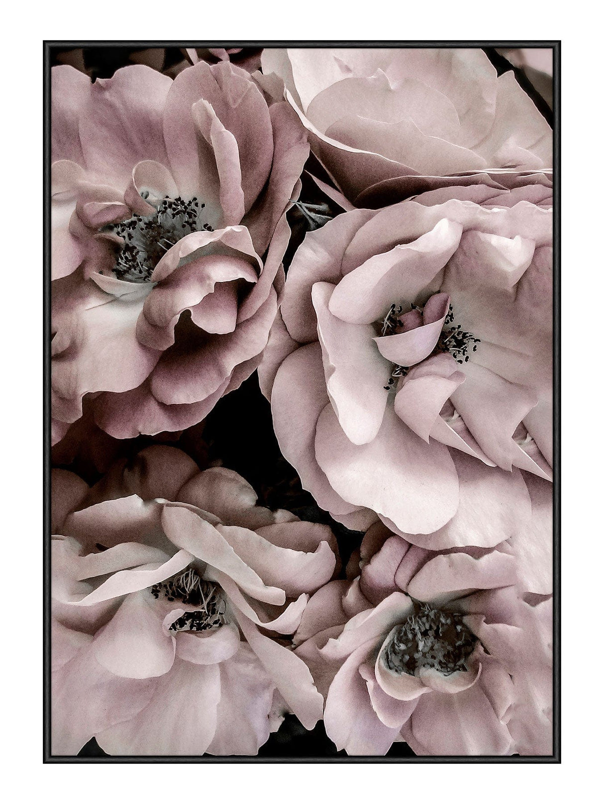 Pastel Rose 50 x 70  cm Plakat