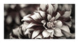 Lærredstryk - Dark Flower - Incado