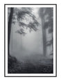 Plakat - Misty Forest - Incado