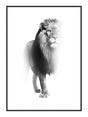 Lion 50 x 70  cm Plakat