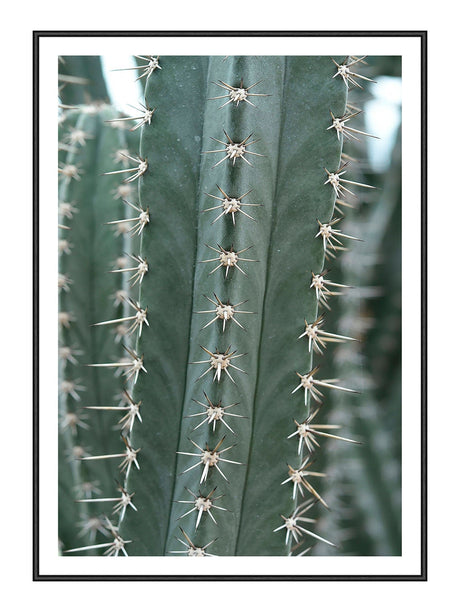 Plakat - Cactus - Incado