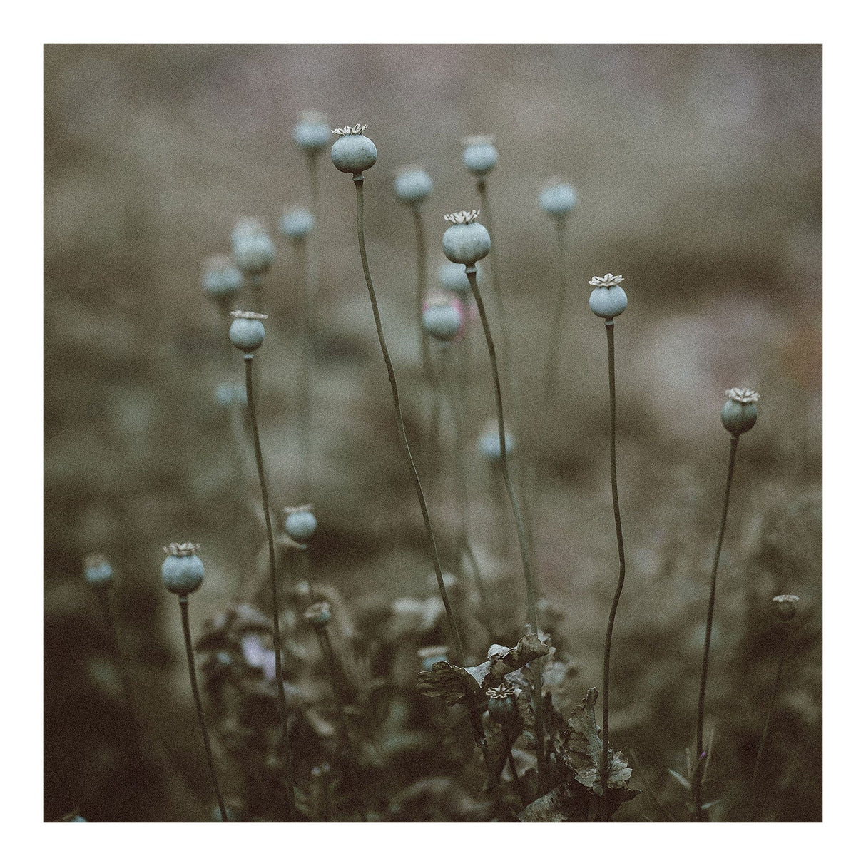 Nature 195 x 195  cm Lærredstryk