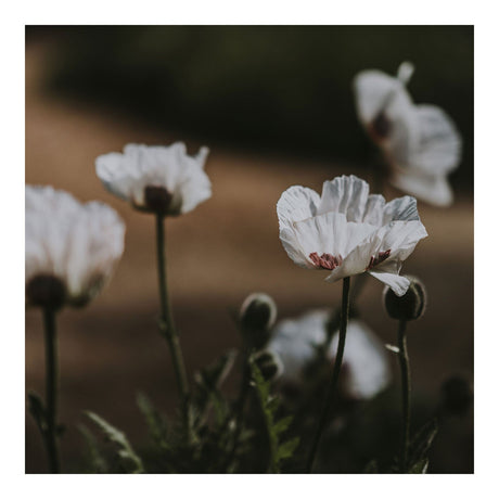 Lærredstryk - White Poppy II - Incado