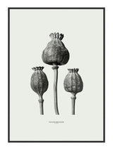 Papaver Seed Heads 21 x 29,7  / A4 cm Plakat