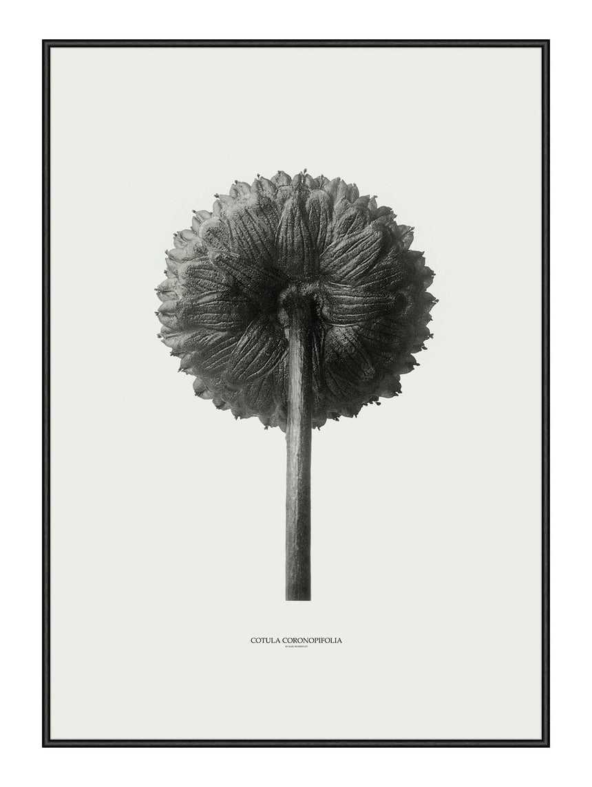 Plakat - Cotula Coronopifolia - Incado