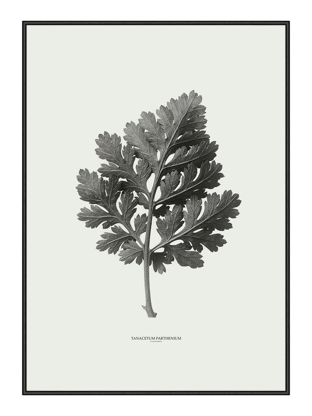 Plakat - Tanacetum Parthenium - Incado