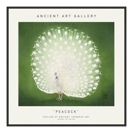 Peacock 50 x 50  cm Plakat