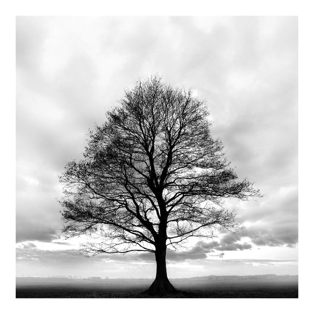 Lærredstryk - Lonely Tree - Incado