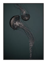 Plakat - Jellyfish Dark - Incado